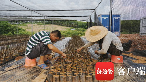 苗準(zhǔn)新商機(jī)，種下二次創(chuàng)業(yè)夢——海墾龍江農(nóng)場公司轉(zhuǎn)變思路描繪苗木產(chǎn)業(yè)新版圖