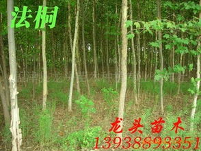 法桐、喬木、花灌木及灌木市場行情分析與價(jià)格指導(dǎo)——以孟津縣龍頭苗木種植專業(yè)合作社為例