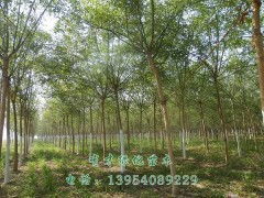 精品國槐，綠化優選 5-10公分國槐苗木，定陶縣有才綠化苗木種植專業合作社專業供應