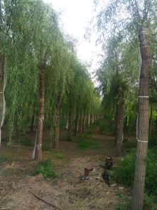 東莞地區(qū)20公分旱柳種植適應(yīng)性分析及金林苗木種植經(jīng)營建議