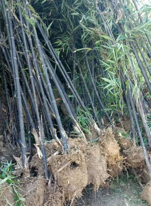 安吉其龍苗木種植場 深耕沃土，共贏綠色未來