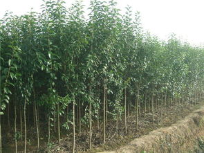 云虎農(nóng)業(yè) 山東大葉女貞苗木栽培、栽植技術(shù)與應(yīng)用價(jià)值解析