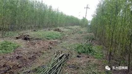 綠化苗木的培育、栽植與管理 樹木種植經(jīng)營(yíng)全流程指南