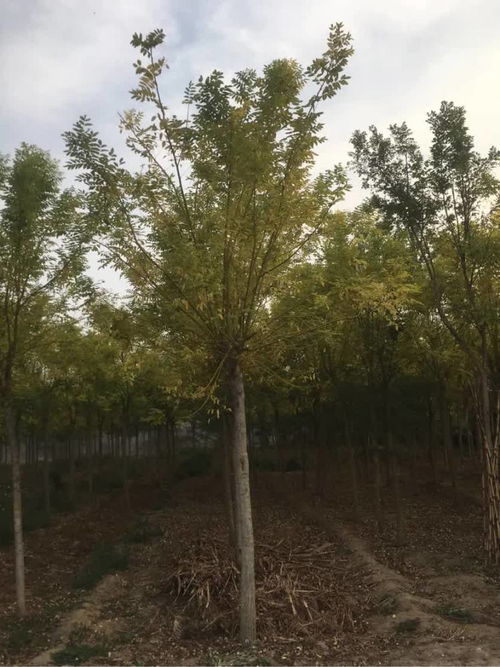 恭賀壽光炳中苗木入駐，攜手苗木通共筑綠色未來——專訪山東王新，深耕白蠟國(guó)槐種植經(jīng)營(yíng)