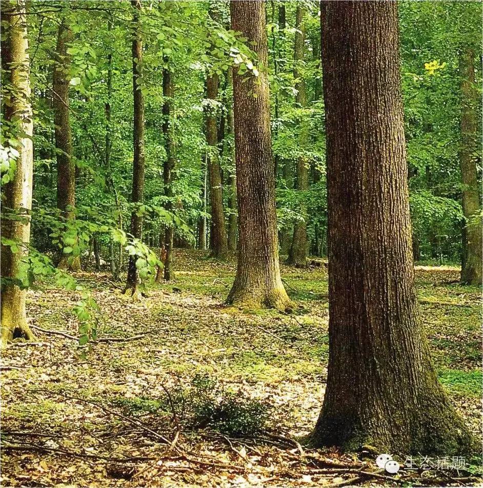 構(gòu)建以目標(biāo)樹為核心的現(xiàn)代森林經(jīng)營(yíng)體系