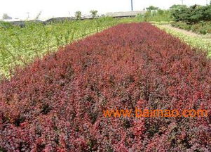 沭陽縣華泰苗木場(chǎng) 一站式苗木花卉批發(fā)與種植經(jīng)營(yíng)服務(wù)
