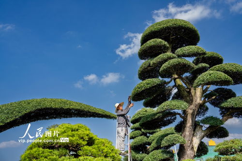 浙江金華 盆景整形激活綠色富民，樹木種植拓展經濟新路