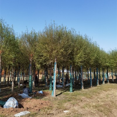 10公分饅頭柳與旱柳樹種植經營全指南 規格、價格與管理要點