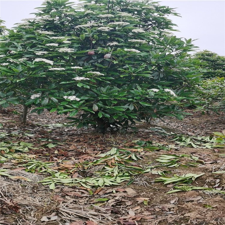 中華石楠球樹木種植經營指南
