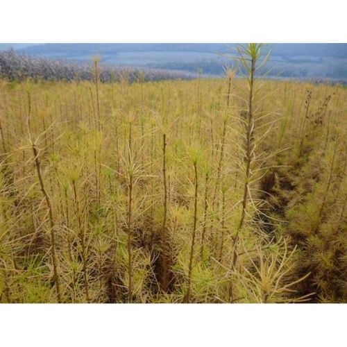 綠染荒山 通遼營養杯苗木的生態與經濟雙贏之路